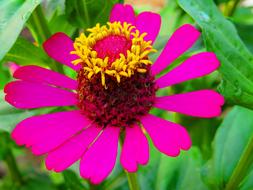 pink neon flower in the garden