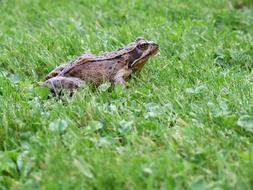 Frog on Grass at Summer