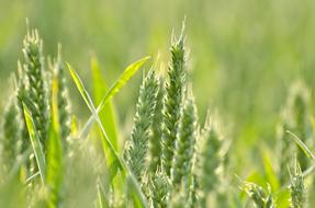 Agriculture Cereal Field