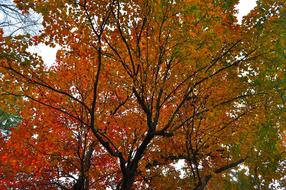 Autumn Leaves Fall trees