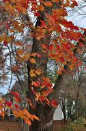 Close-up of the beautiful plants with colorful autumn leaves