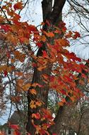 Autumn Seasonal Tree