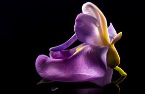 Flower Wild black background