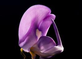 Beautiful purple and white legume flower at darkness, macro