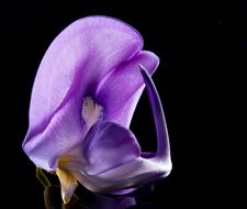 perfect purple Bloom at darkness
