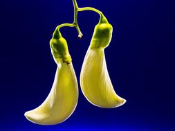 yellow Sesbania Grandiflora Blossom