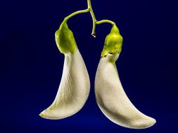 Sesbania Grandiflora, two white flowers, macro