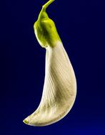 goodly Sesbania Grandiflora Blossom