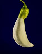 Sesbania Grandiflora Blossom