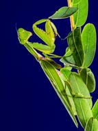 macro photo of green praying mantis insect