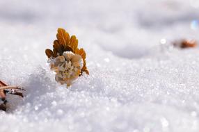 Snow Flowers