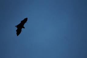 wild Bat Fly Migrating