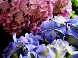 Close-up of the colorful and beautiful, blooming Christmas rose flowers