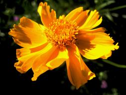 extraordinarily beautiful Orange Yellow