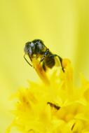 black Tiny Bee on yellow Flower
