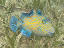 Triggerfish Young Fish