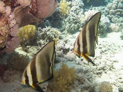 Batfishes Rotesmeer
