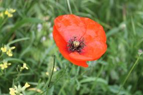 red poppy in green grass in blurred background