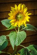 fabulous big Sunflower