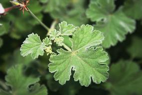 Close-up of the beautiful, green vines with leaves and colorful flowers