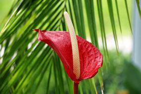 wonderful Anthurium Flower Exotic