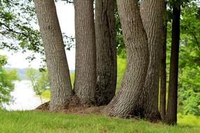 grove of trees by the lake