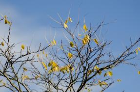 Close-up of the beautiful tree with yellow leaves, in the autumn, under the blue sky with clouds