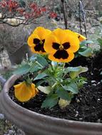 Pansy Yellow Flowers Winter