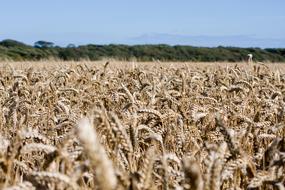 Wheat Field Crops landscape