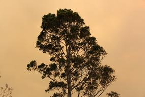 Tree Bushfire Smoke landscape