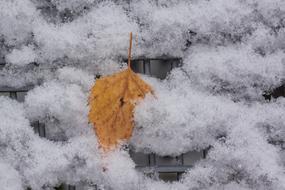 Snowy Leaf Birch