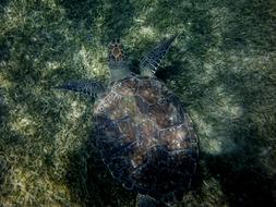 Turtle Seabed