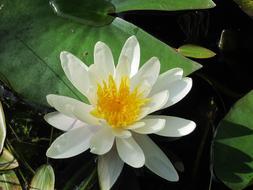 Water Lily flower at Pond