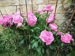 Peony Wall