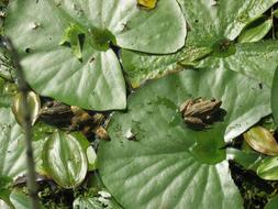 Green Proliferates pond leaves