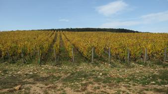 The Hillsides Corton at Fall