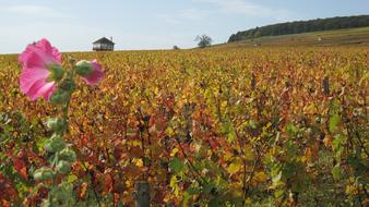 The Hillsides Corton Fall field