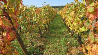 Corton Fall at The Hillsides