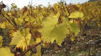 vines on a slope in autumn