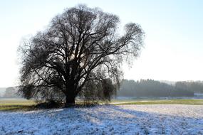 Silhouette Tree on field at Winter