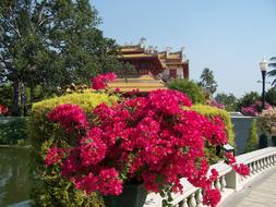 red flowers in thailand park