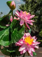 Flowers Lotus close-up on a sunny day