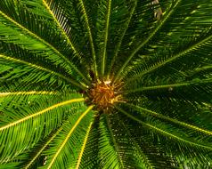 Palm Spiny tree