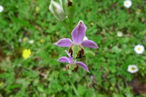 fabulous Orchid Wild violet