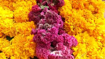 Yellow and purple Flowers