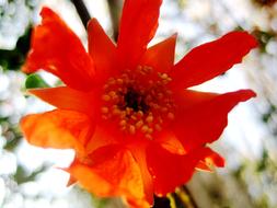 goodly Pomegranate Flower Orange