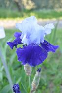 wonderful Iris Blue Garden