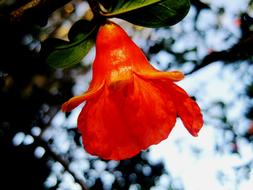 orange pomegranate flower on a tree