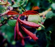 red Leaves Foliage Delicate