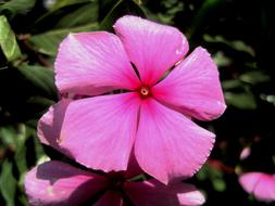 wonderful Pink Periwinkle Flower